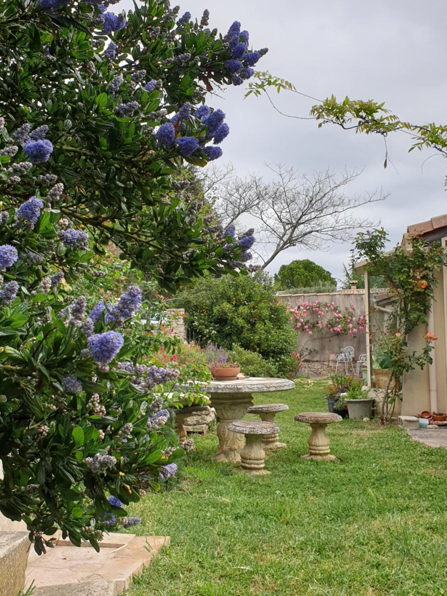 Pause couleur Lavandula Roussas Extérieur photo